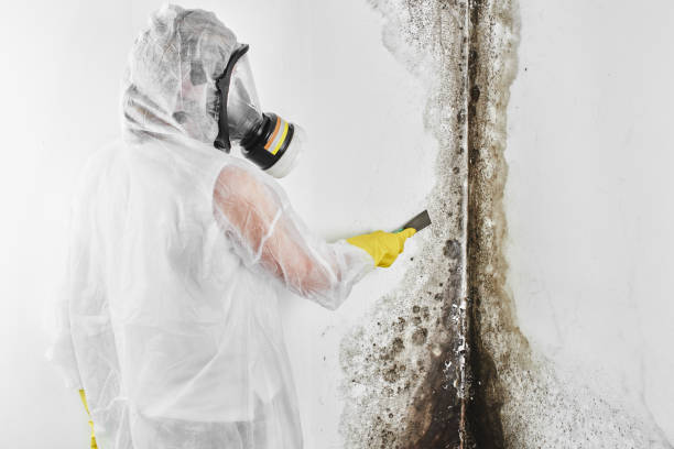 Best Attic Mold Removal  in Las Vegas, NV