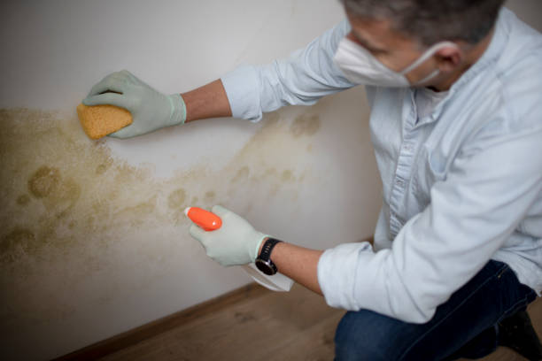 Home Mold Removal in Las Vegas, NV