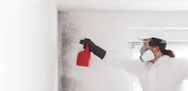 Best Mold Removal Company Near Me  in Las Vegas, NV