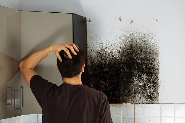 Professional Mold Removal in Las Vegas, NV